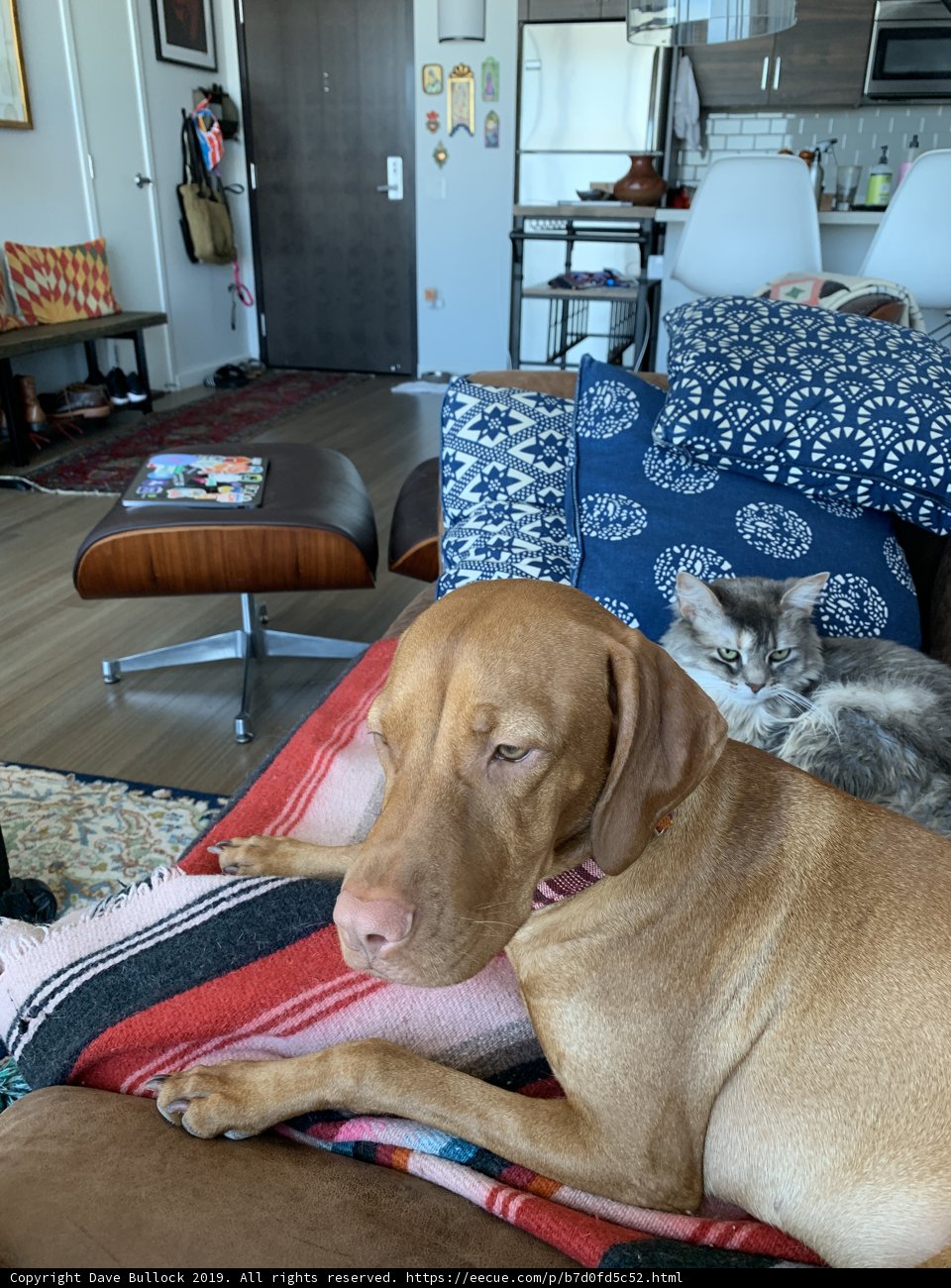 Couch Companions