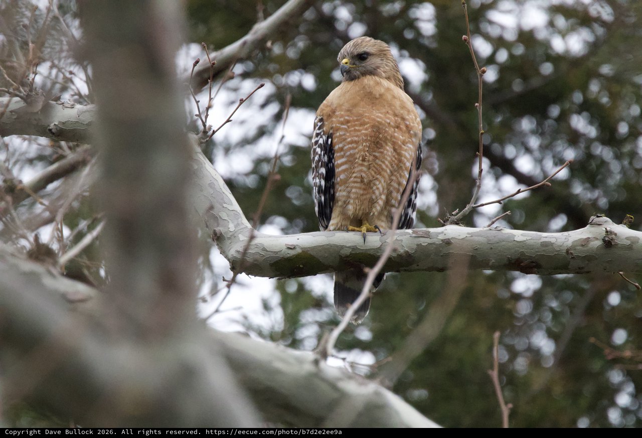 Red-Shouldered Hawk Perched on Winter Branch