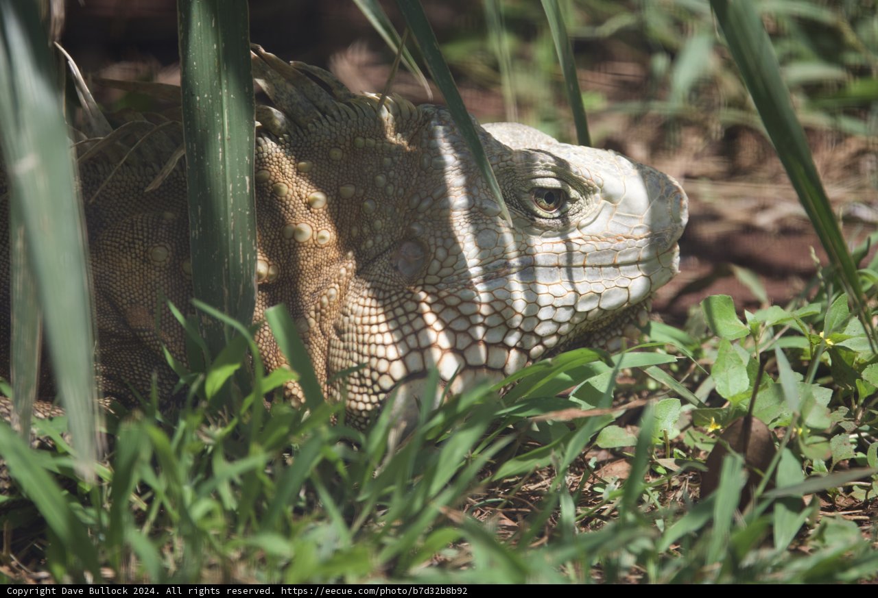 Up Close with a Garden Guardian