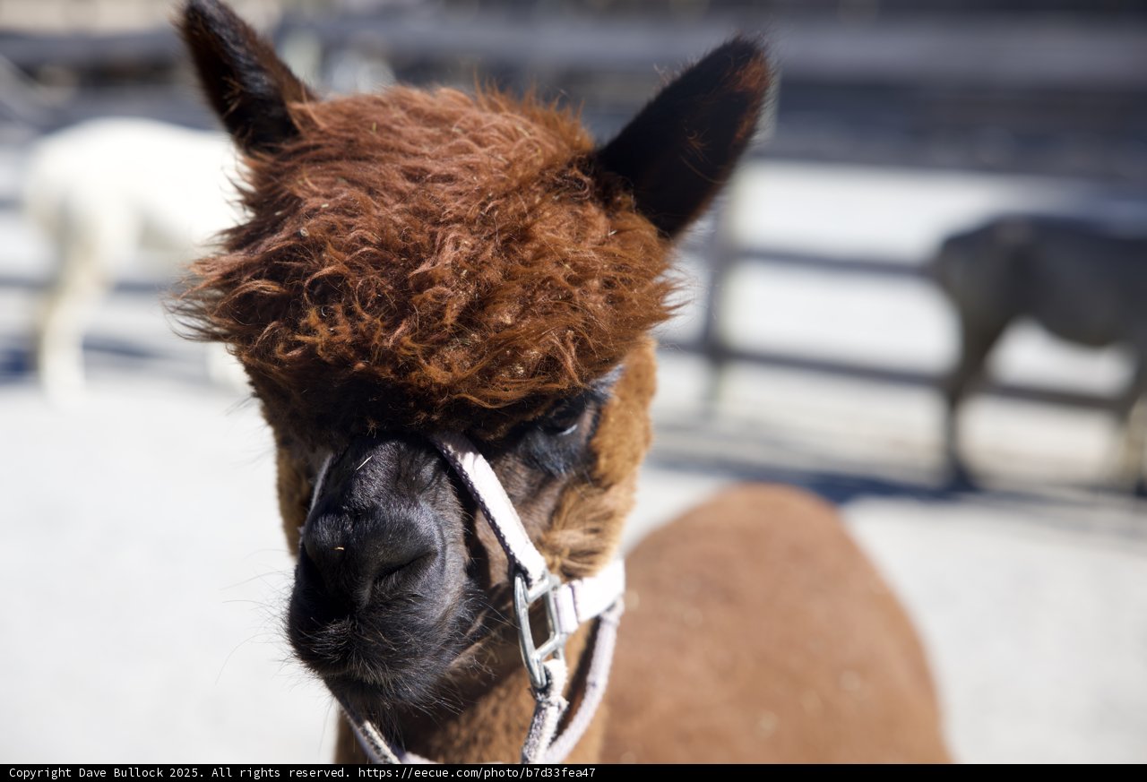 Charming Llama at Carmel Valley Ranch