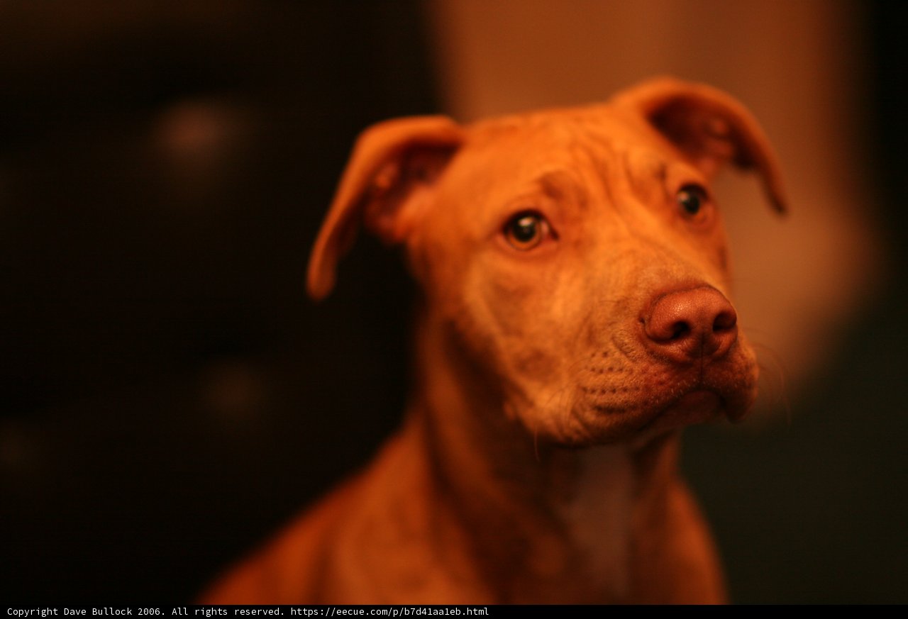 Adoring Pup