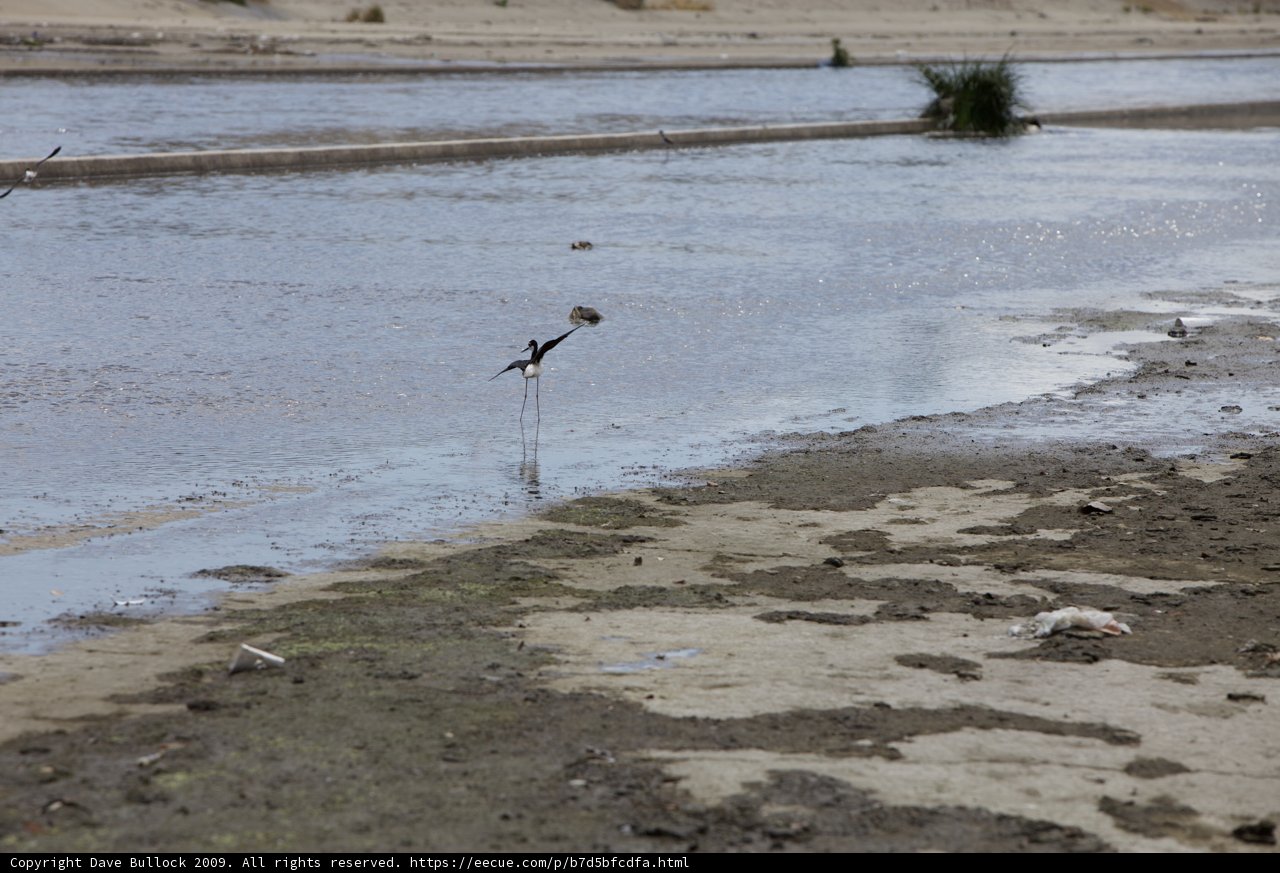 Serene Sandpiper on the Shoreline