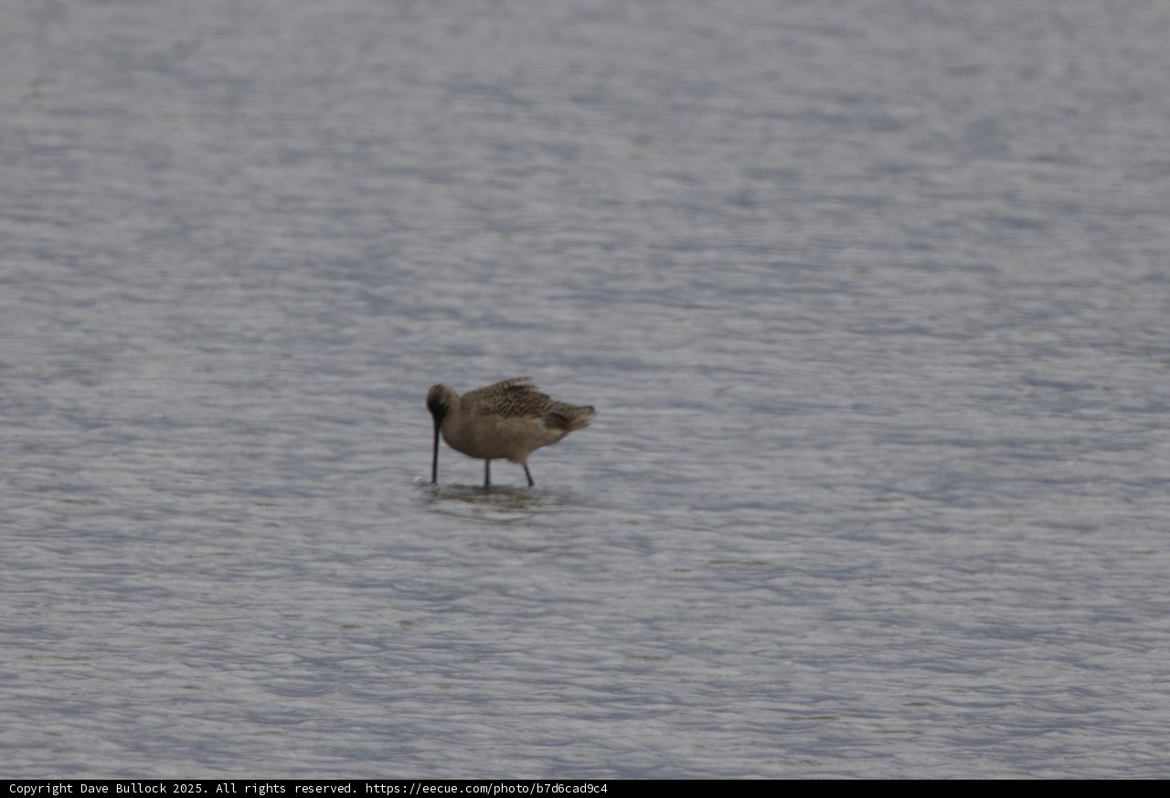 Tranquil Bay Wader