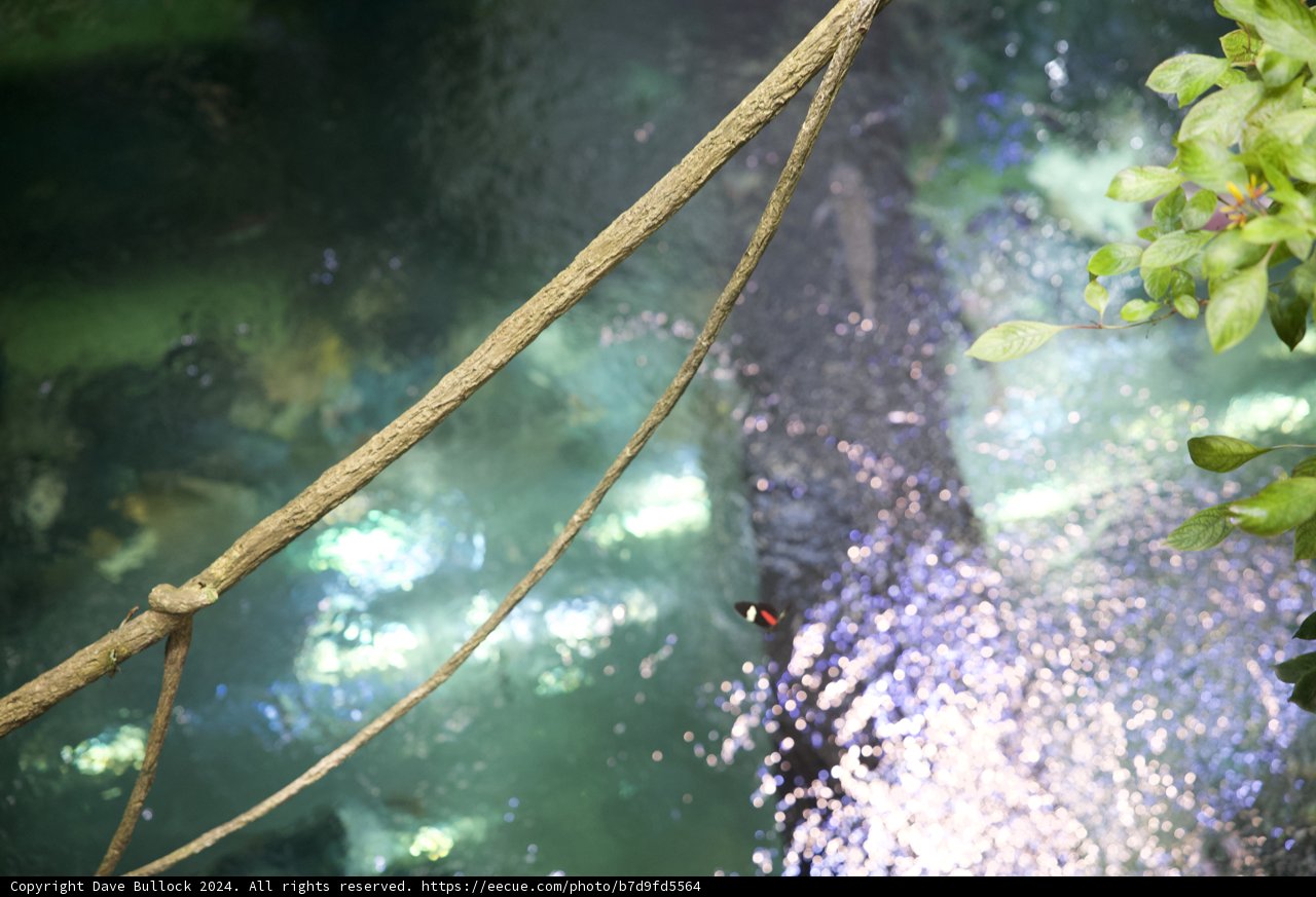 Embracing Nature's Trails: Rope Swing in a Rainforest