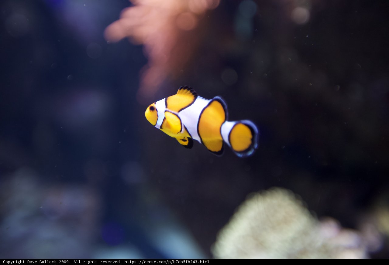 Serene Clownfish in Captivity