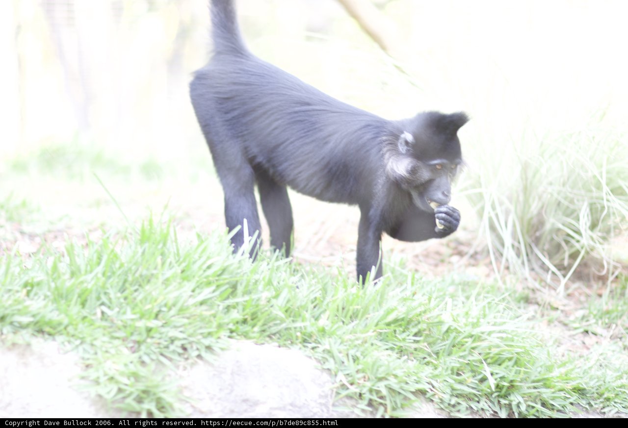 The Majestic Black Monkey in the Zoo