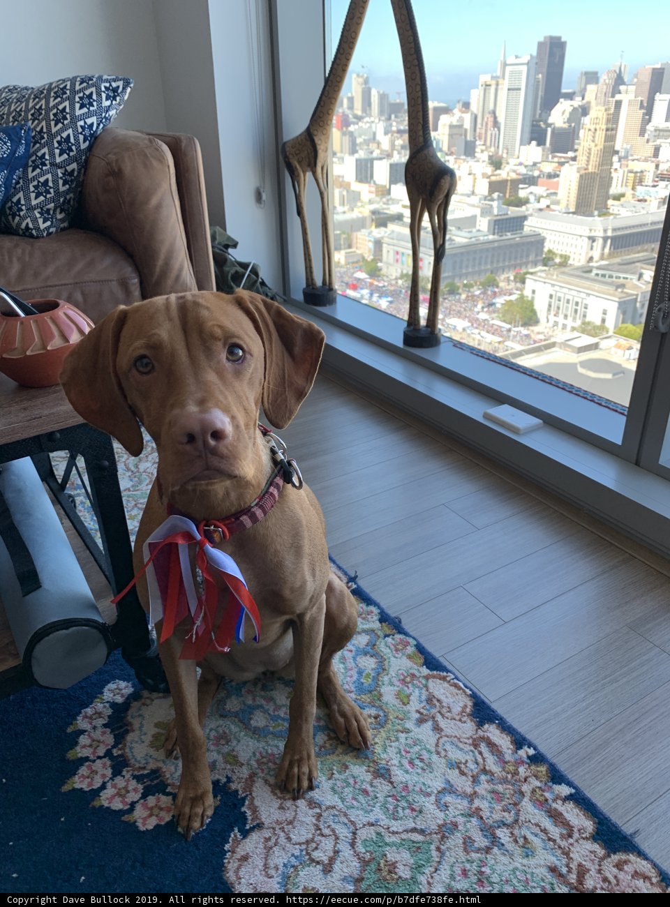 Canine Comfort in the Living Room