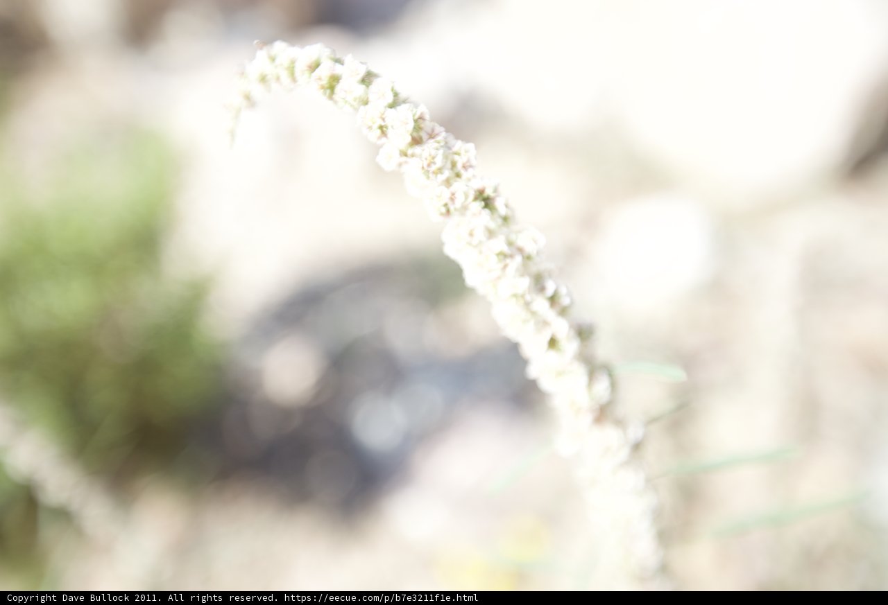Delicate Amaranthaceae Flower in Winter Weather