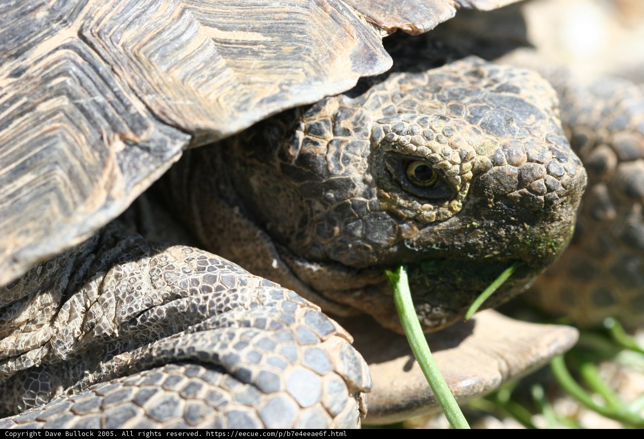 Munching on Greens