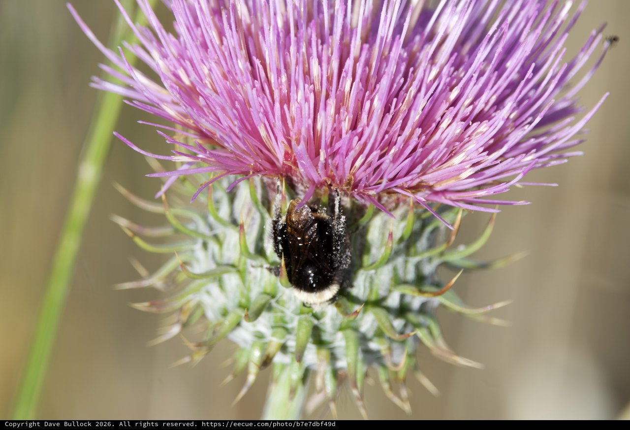 Bumblebee Foraging on Purple Thistle Bloom