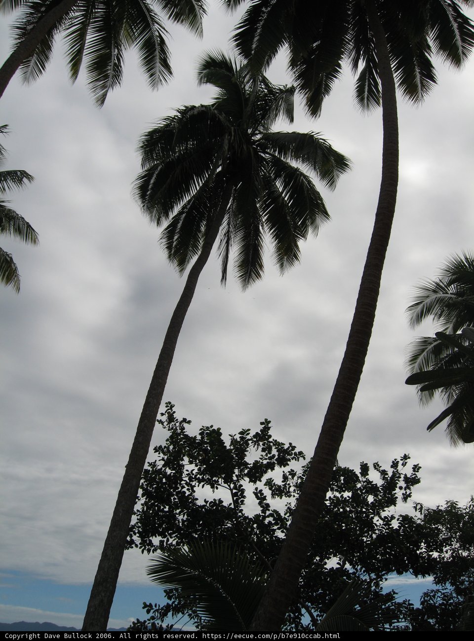 Palm Tree Silhouette Against a Tropical Sky