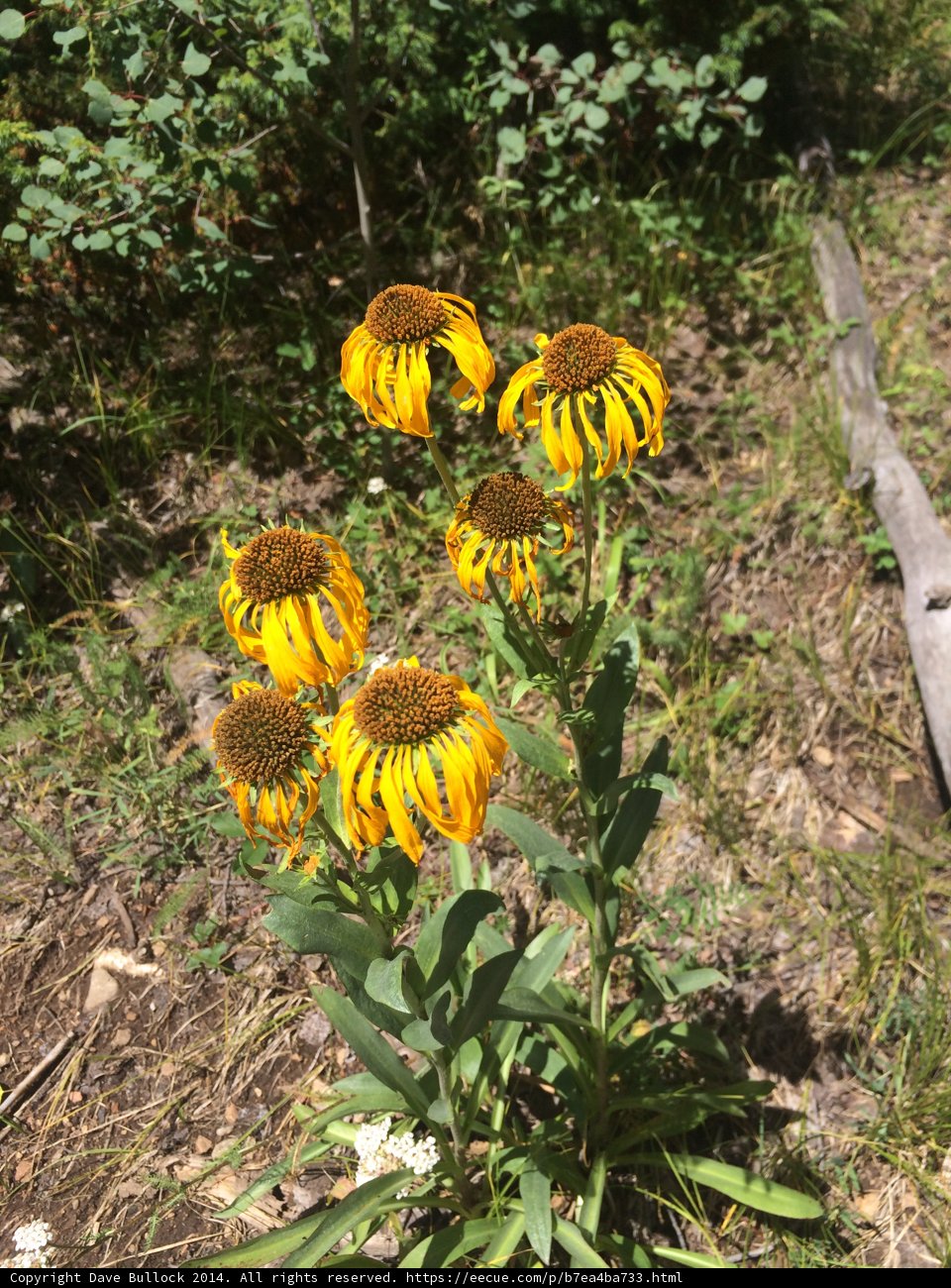 Golden Blooms of the Woods