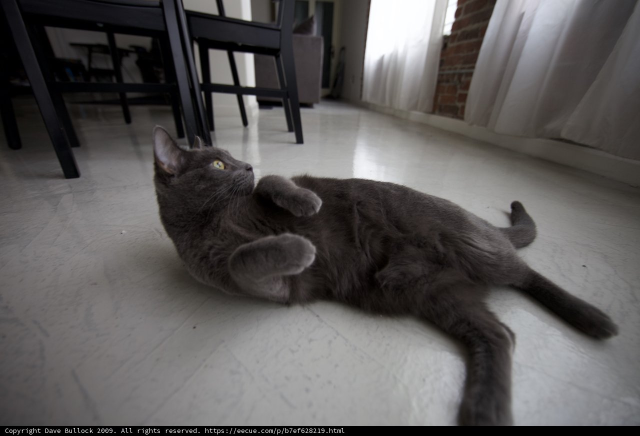 Feline Fitness on Hardwood Flooring