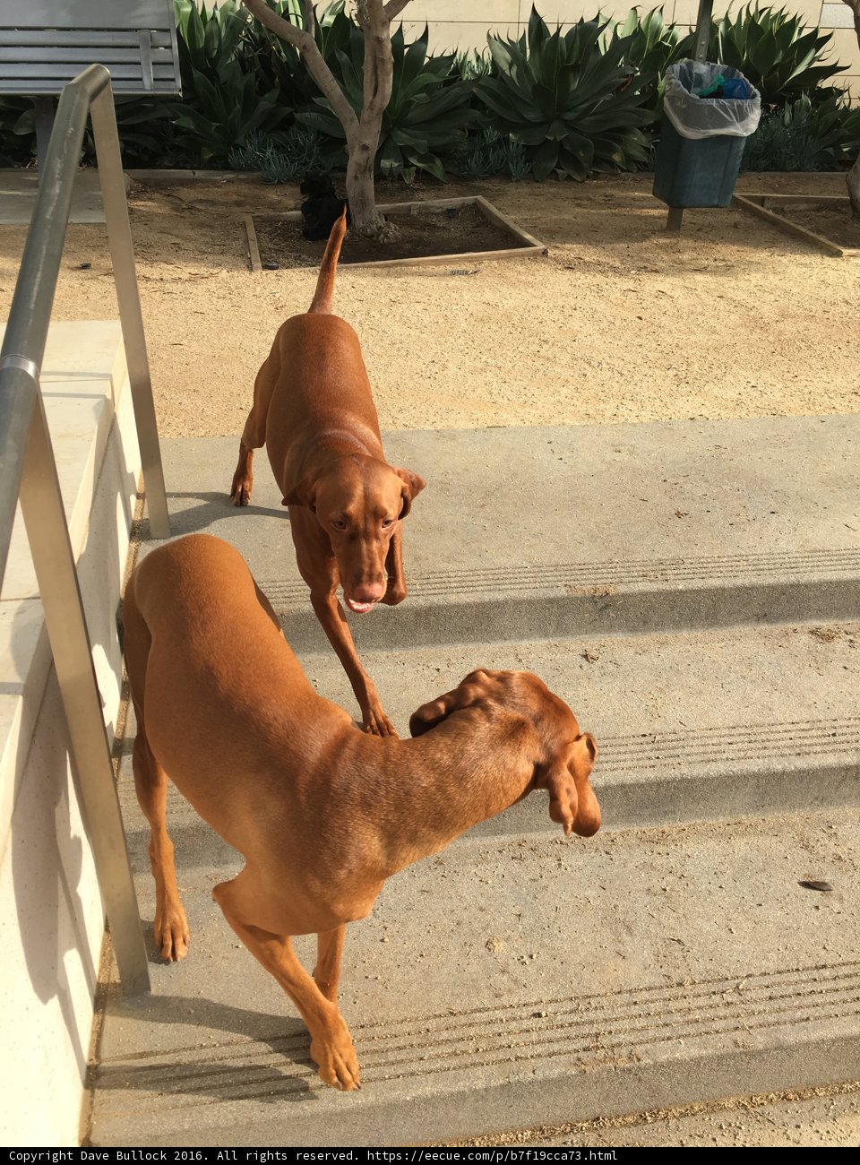 Paws on Stairs