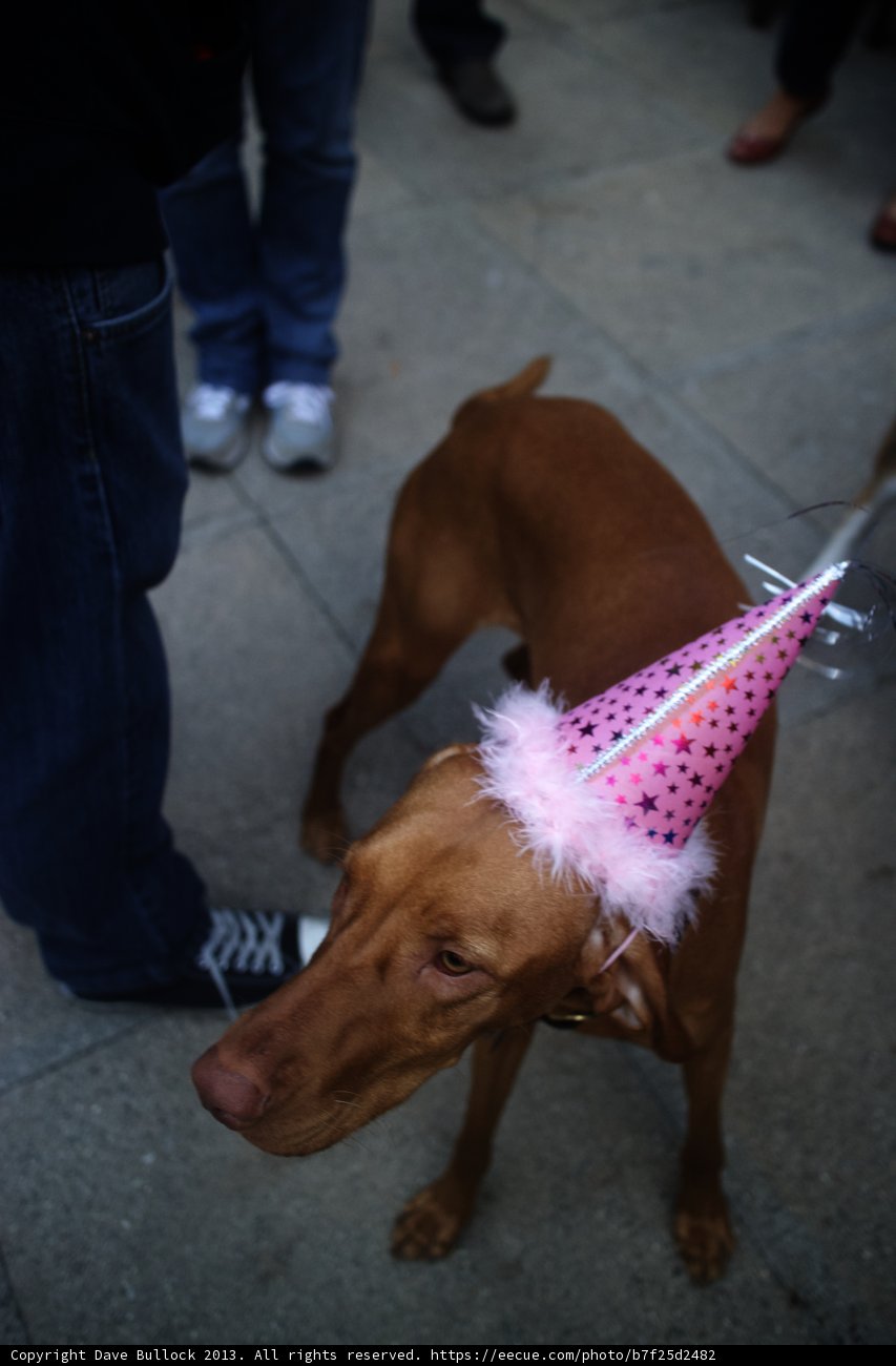 Party Pup