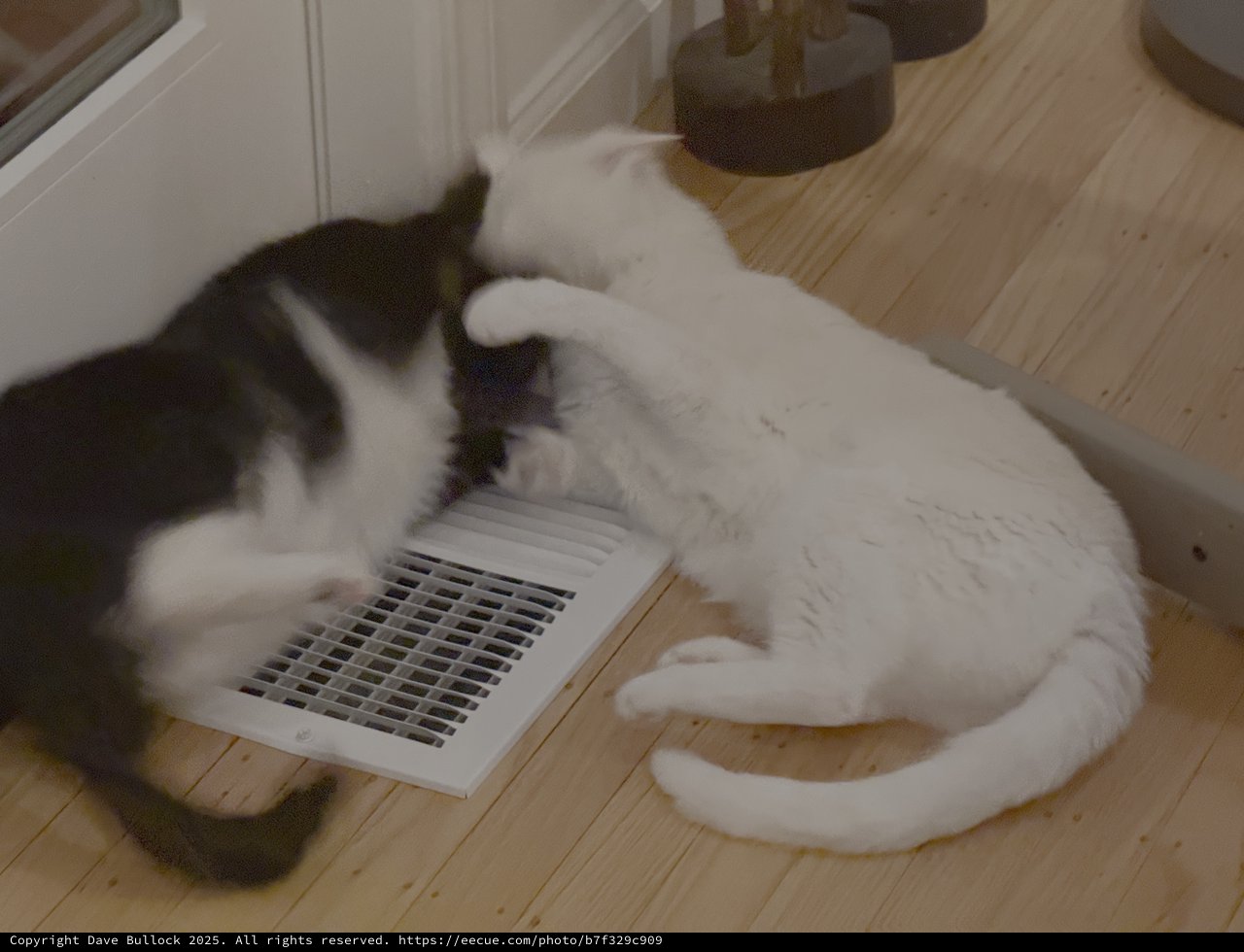 Cats Playing by Floor Air Vent