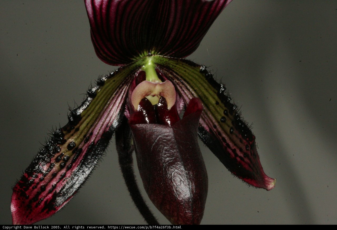 Striking Striped Orchid