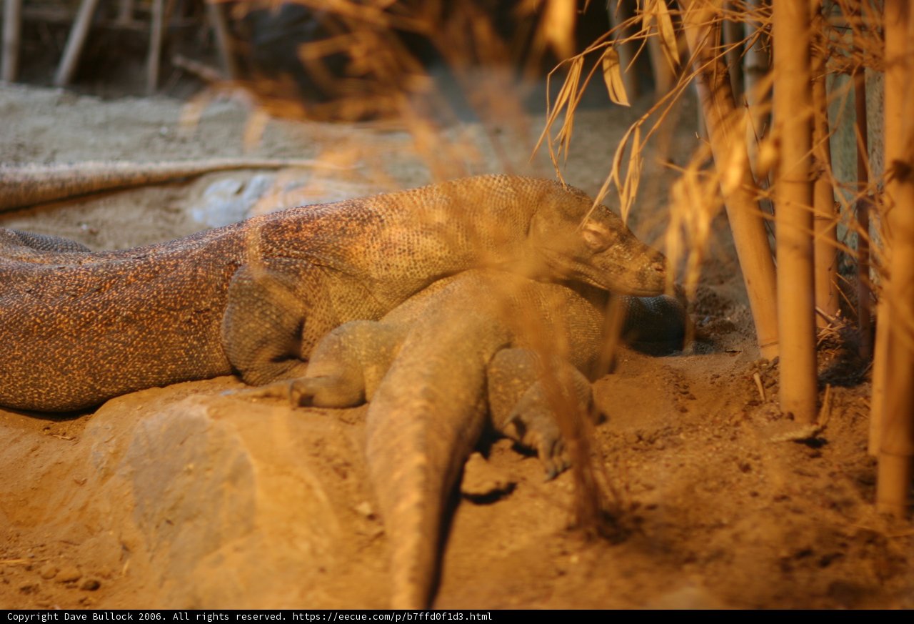 Lazy Lizard