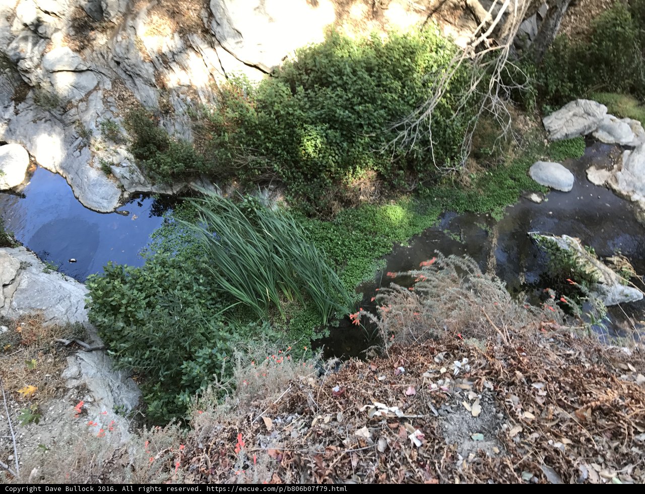 A Serene Stream Through the Wilderness