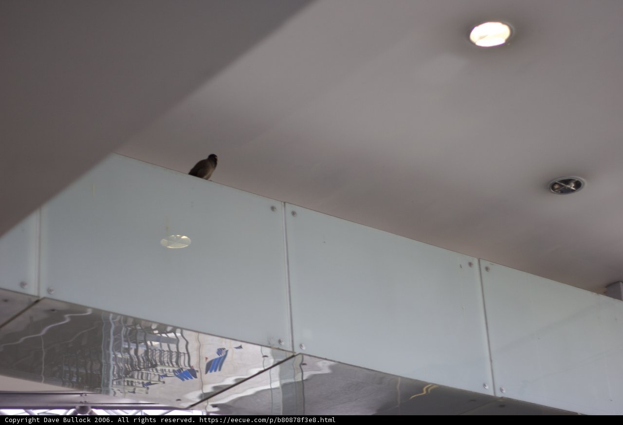 Avian Guest in the Elegant Indoors