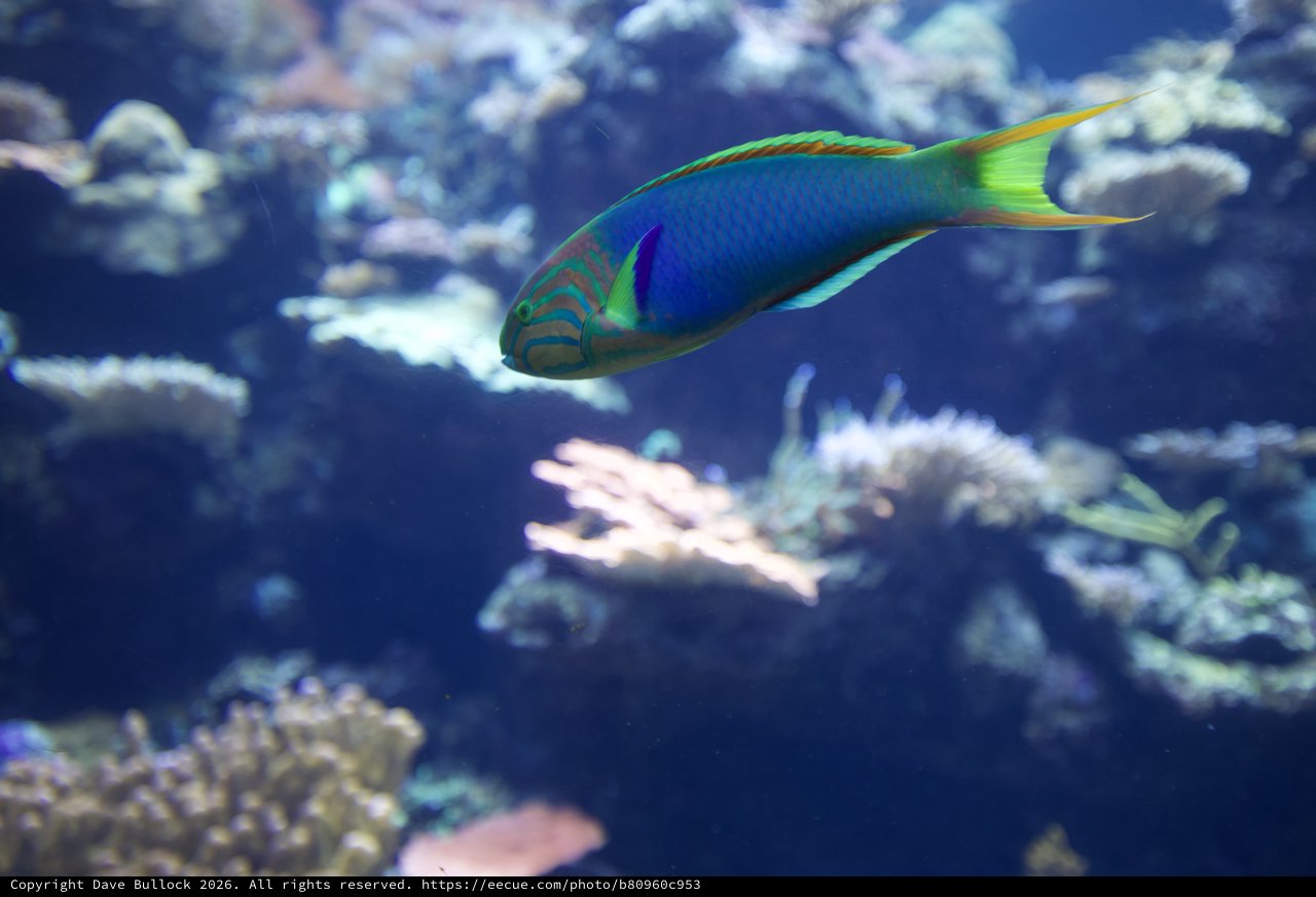 Vibrant Parrotfish Swimming Through Coral Reef