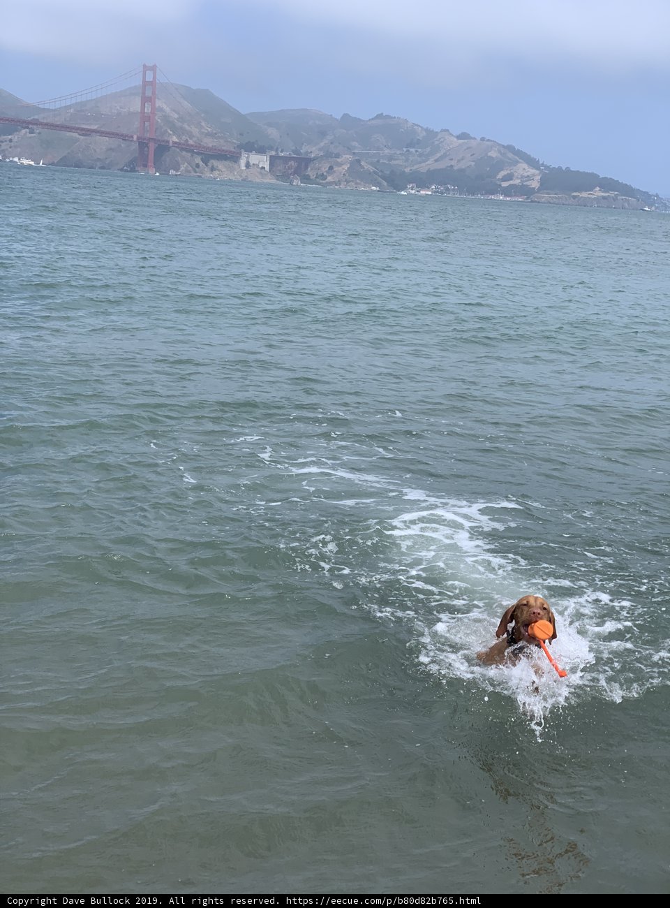 Paws in the Pacific