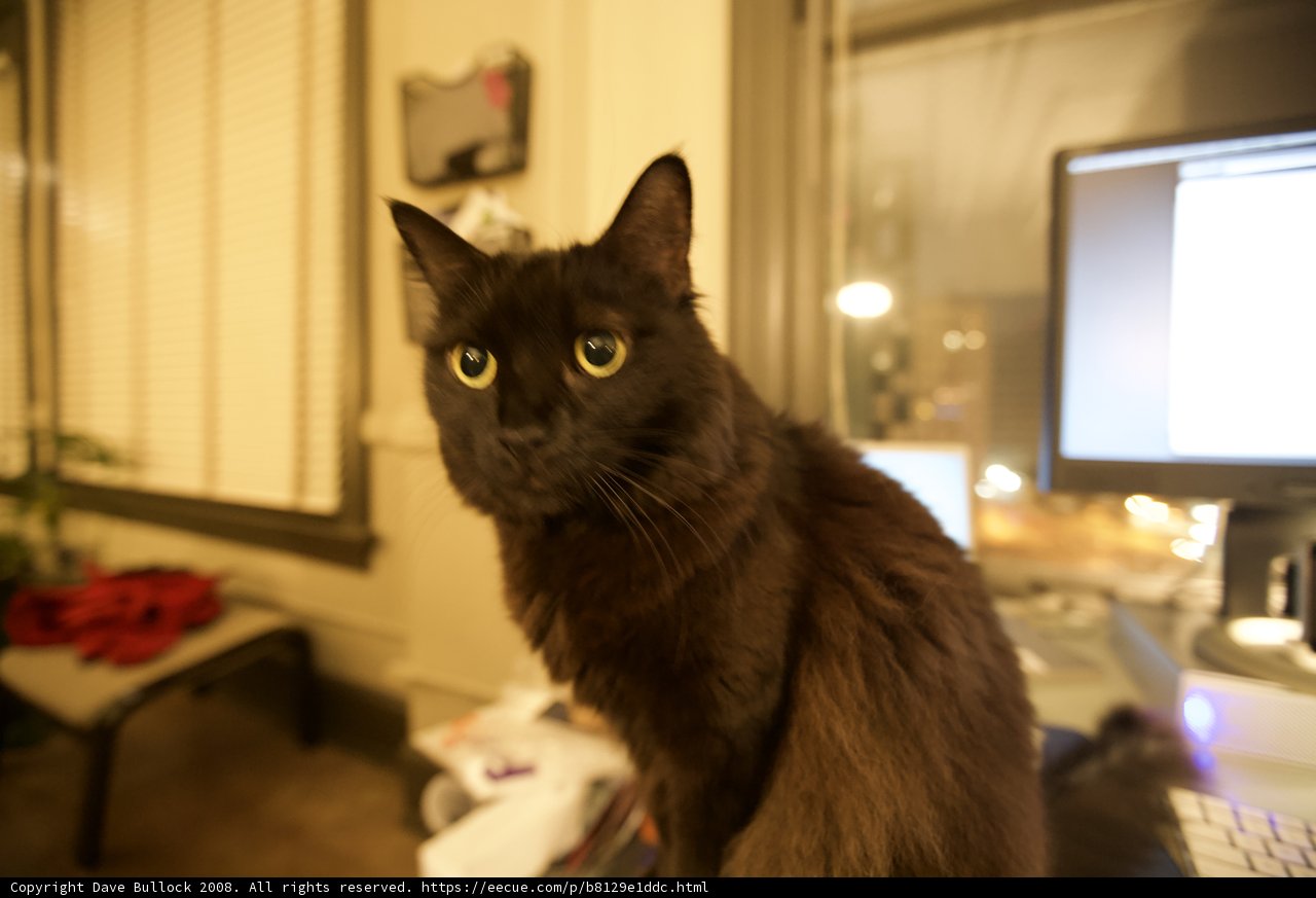 Feline Observer