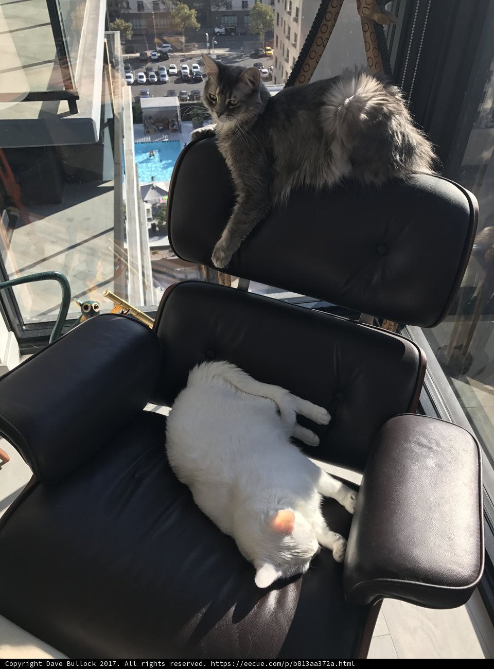 Two Feline Friends Enjoying the View from Their Chair