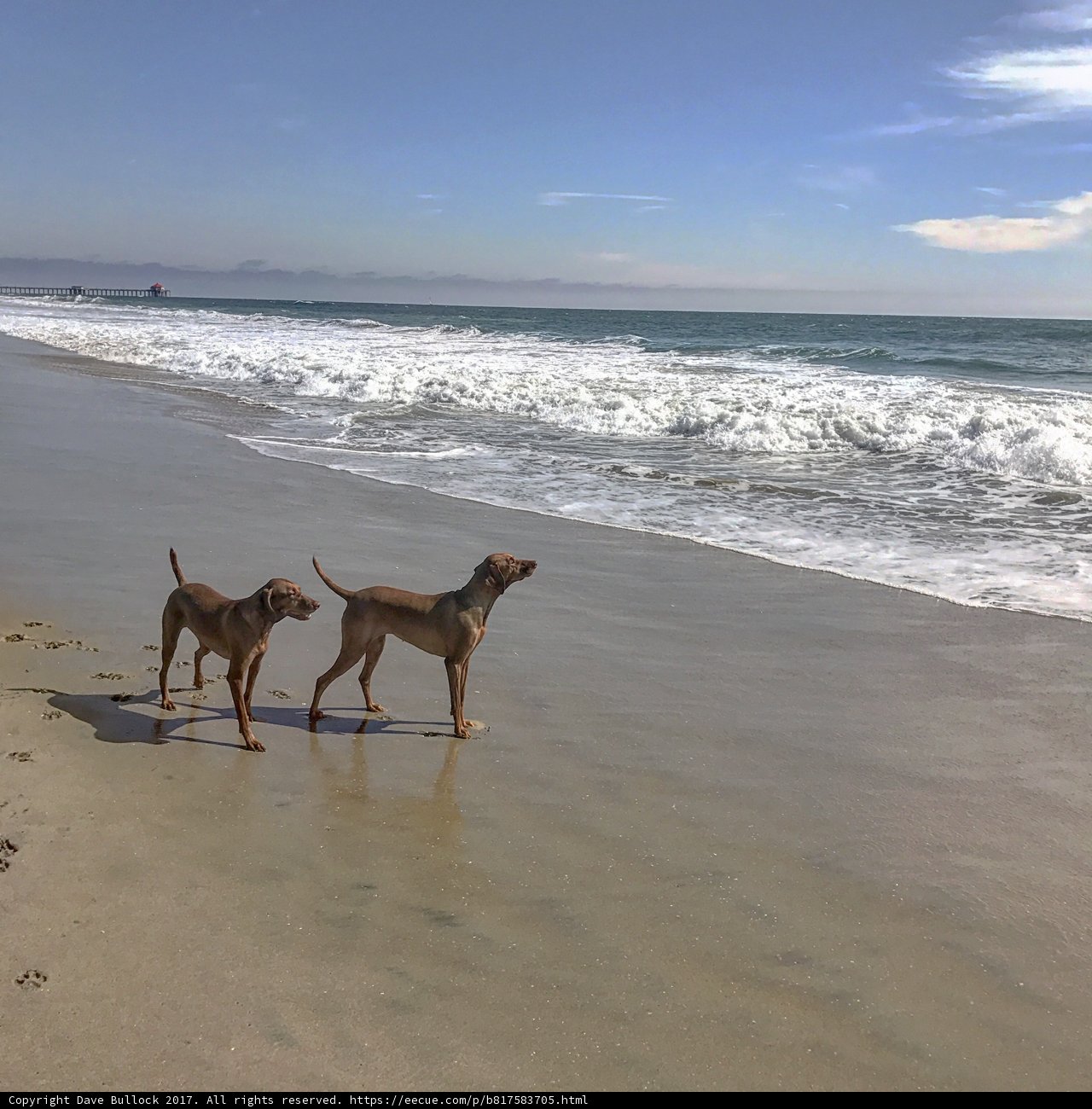Walking with my Furry Friends