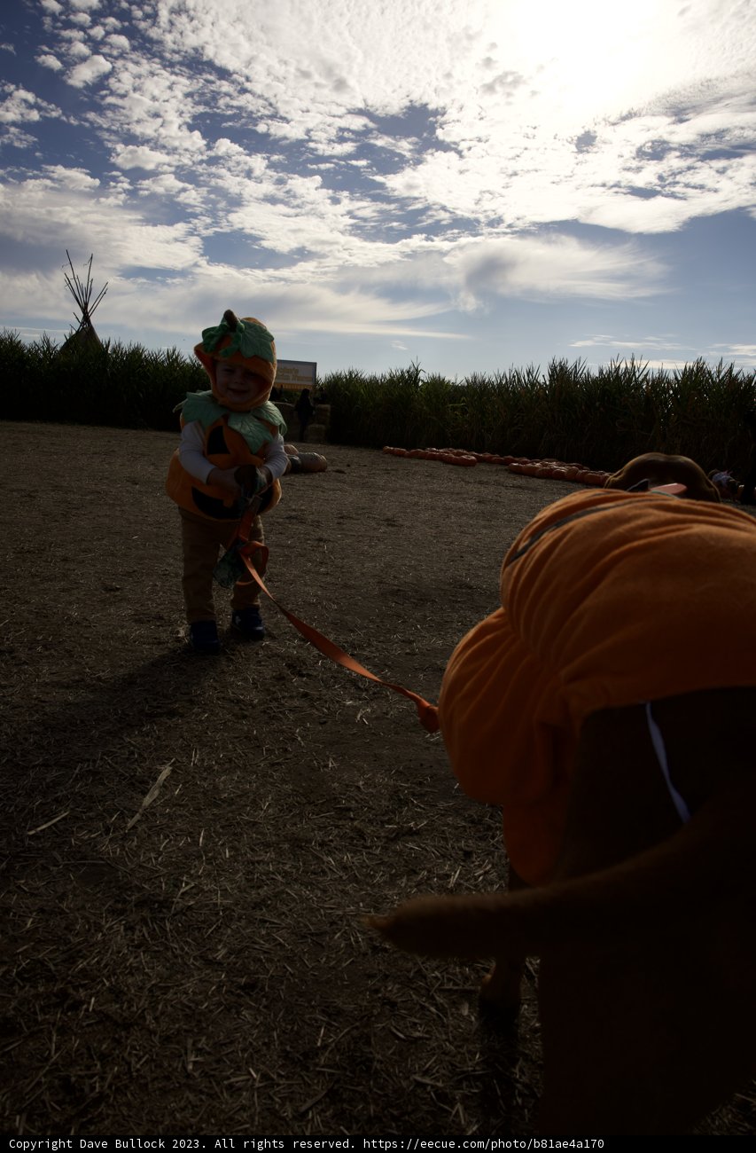 A Perfect Day at the Pumpkin Patch