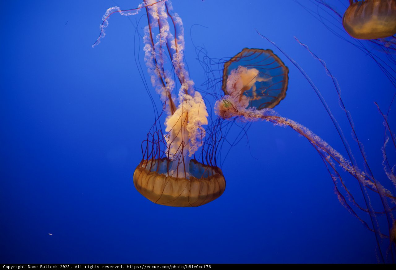 Graceful Dance of the Deep