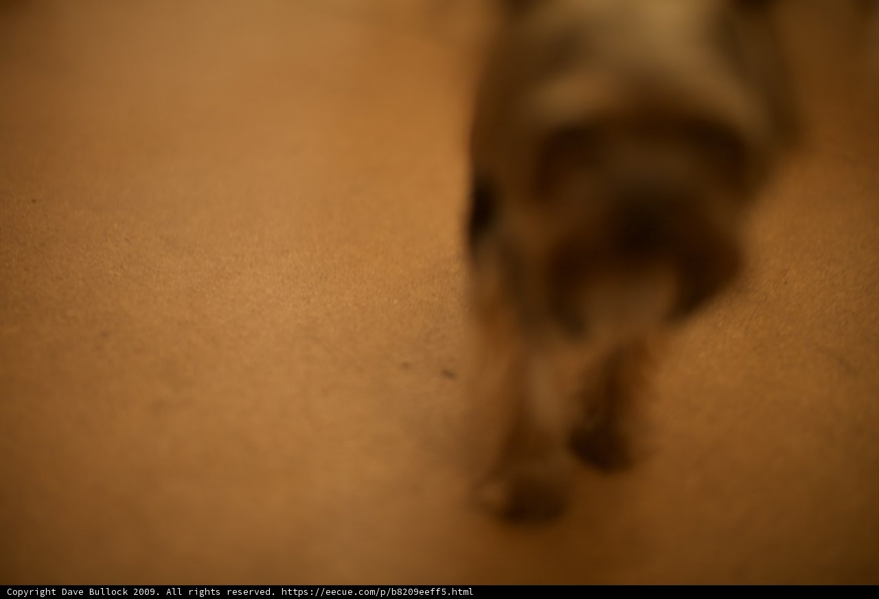 Blurry Pup on Hardwood