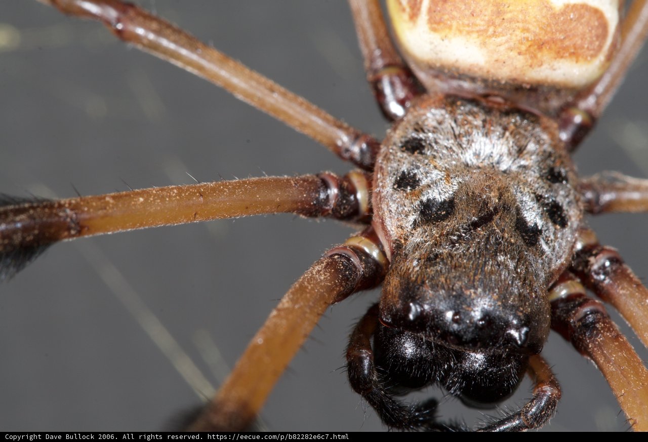 Arachnid Observer