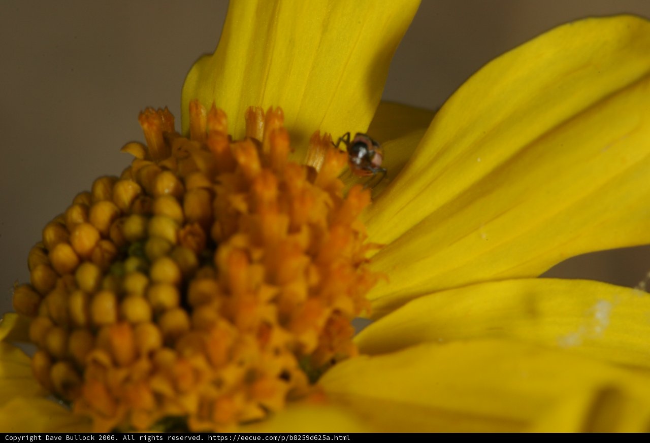Pollinating Bee on Yellow Daisy