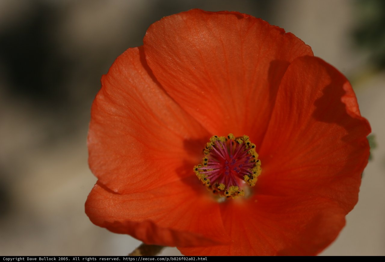 Radiant Orange Blossom