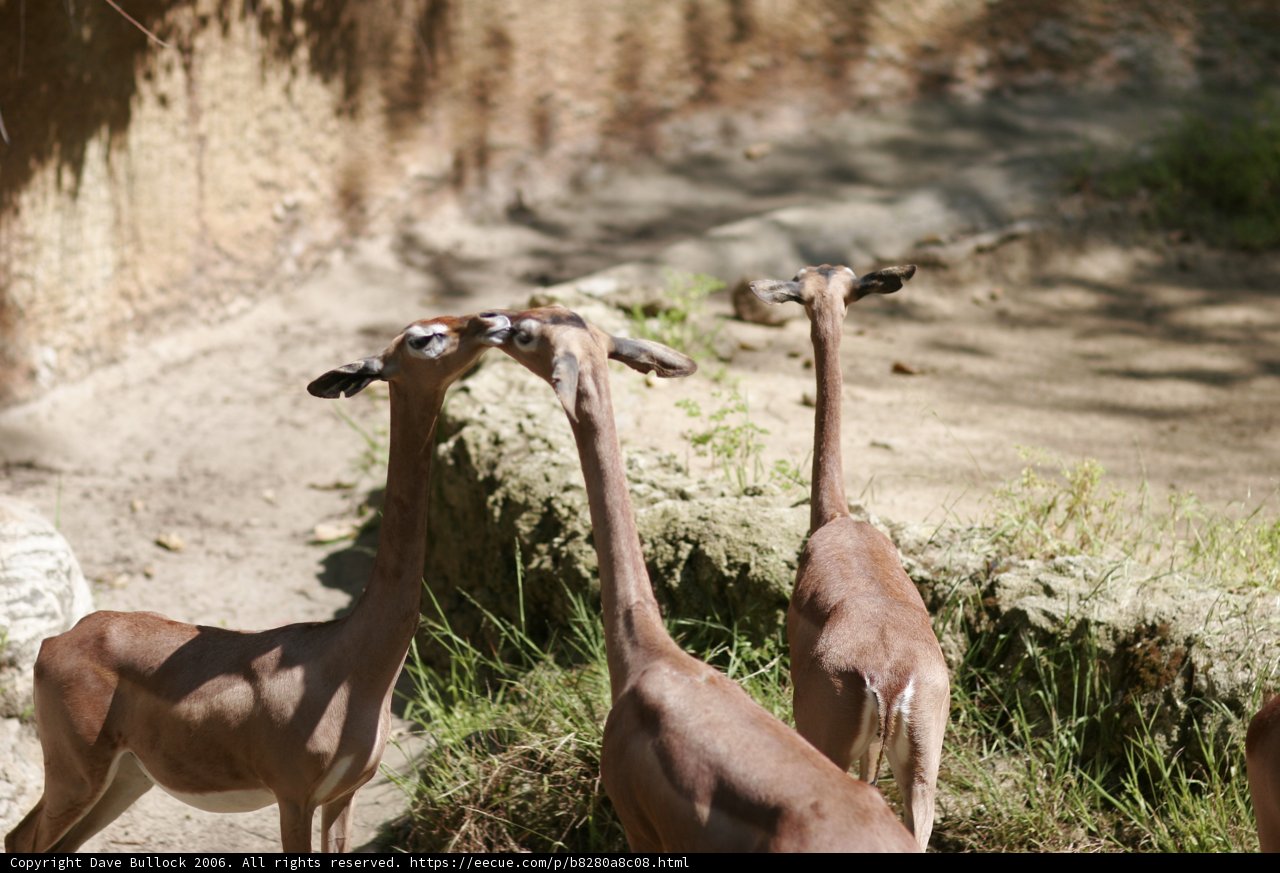 Grazing with Gazelles