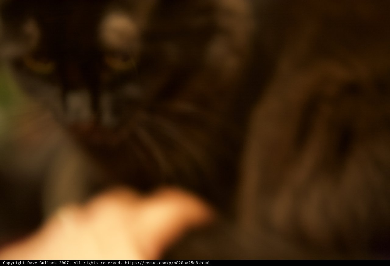 Feline in the Dark