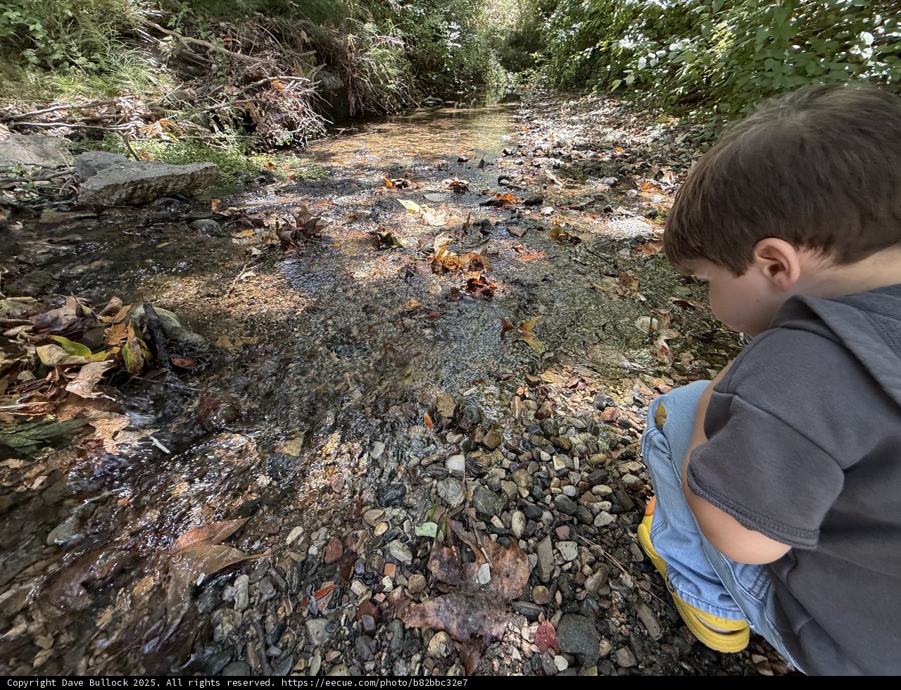 Childhood Curiosity by the Creek