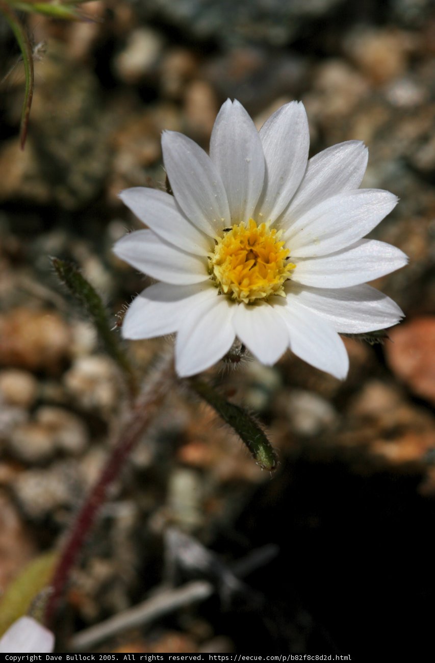 Beauty in Rocky Terrain