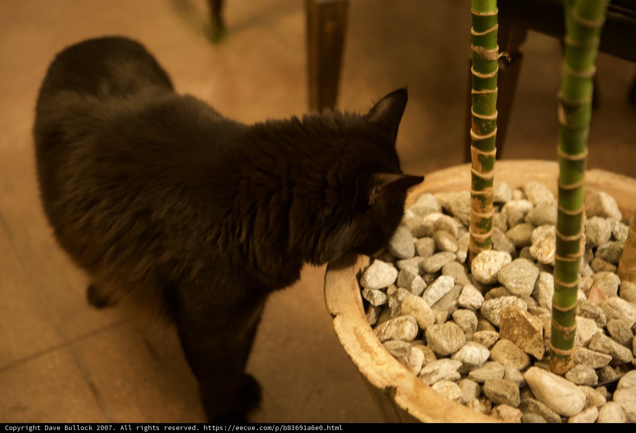 Midnight Garden Exploration