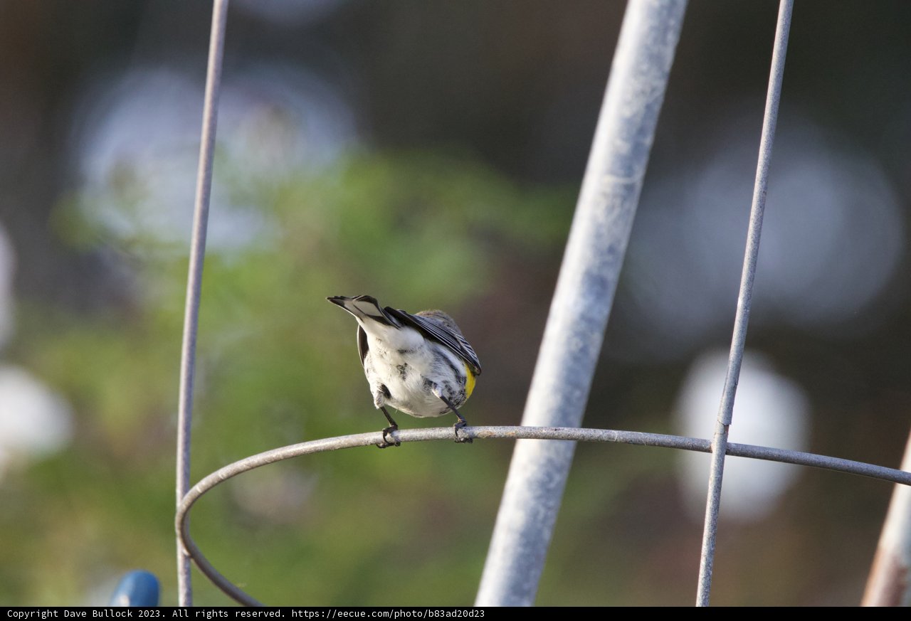 Birdsong from Above