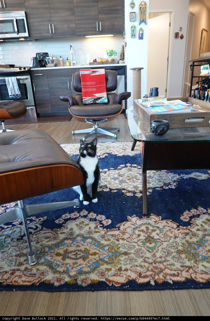 Feline Relaxation in a Cozy Living Room