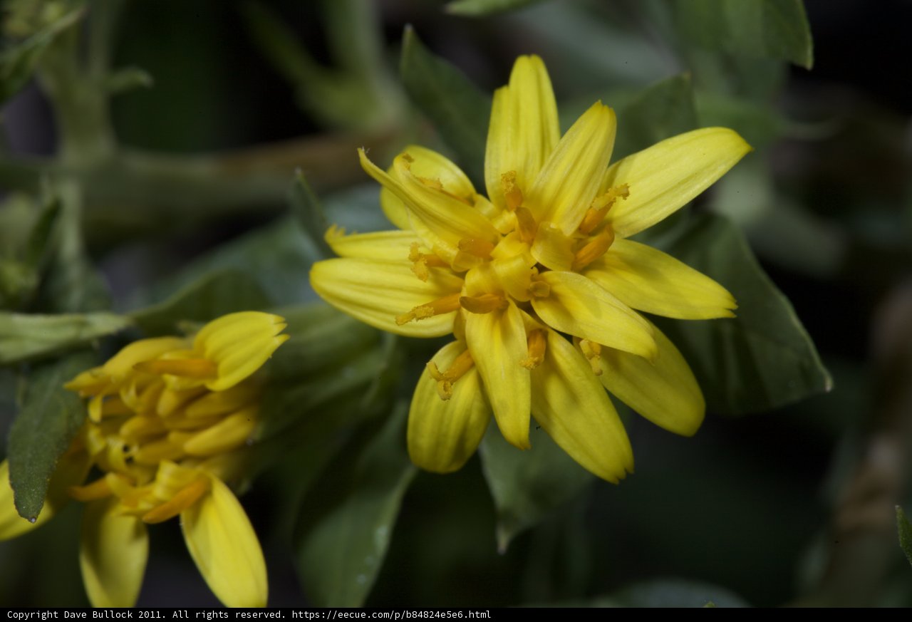 The Golden Bloom
