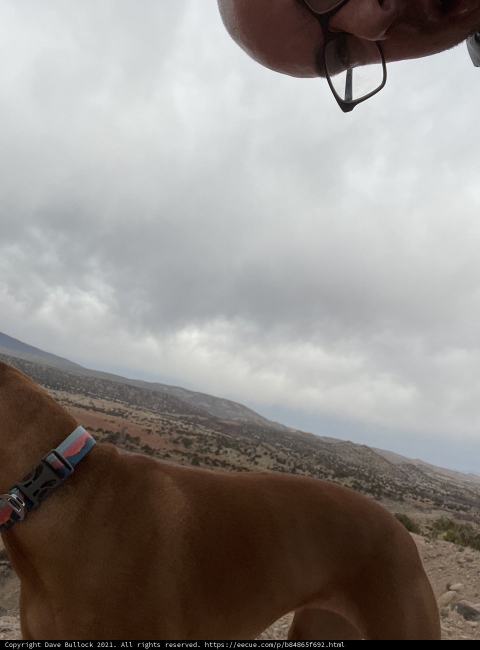 Doggie's Day Out