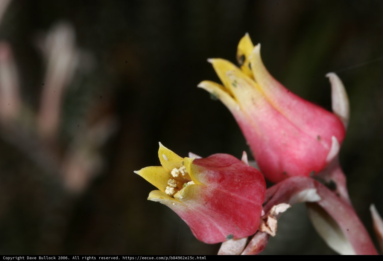 A Close Up of Two Pink Flowers with Yellow Centers