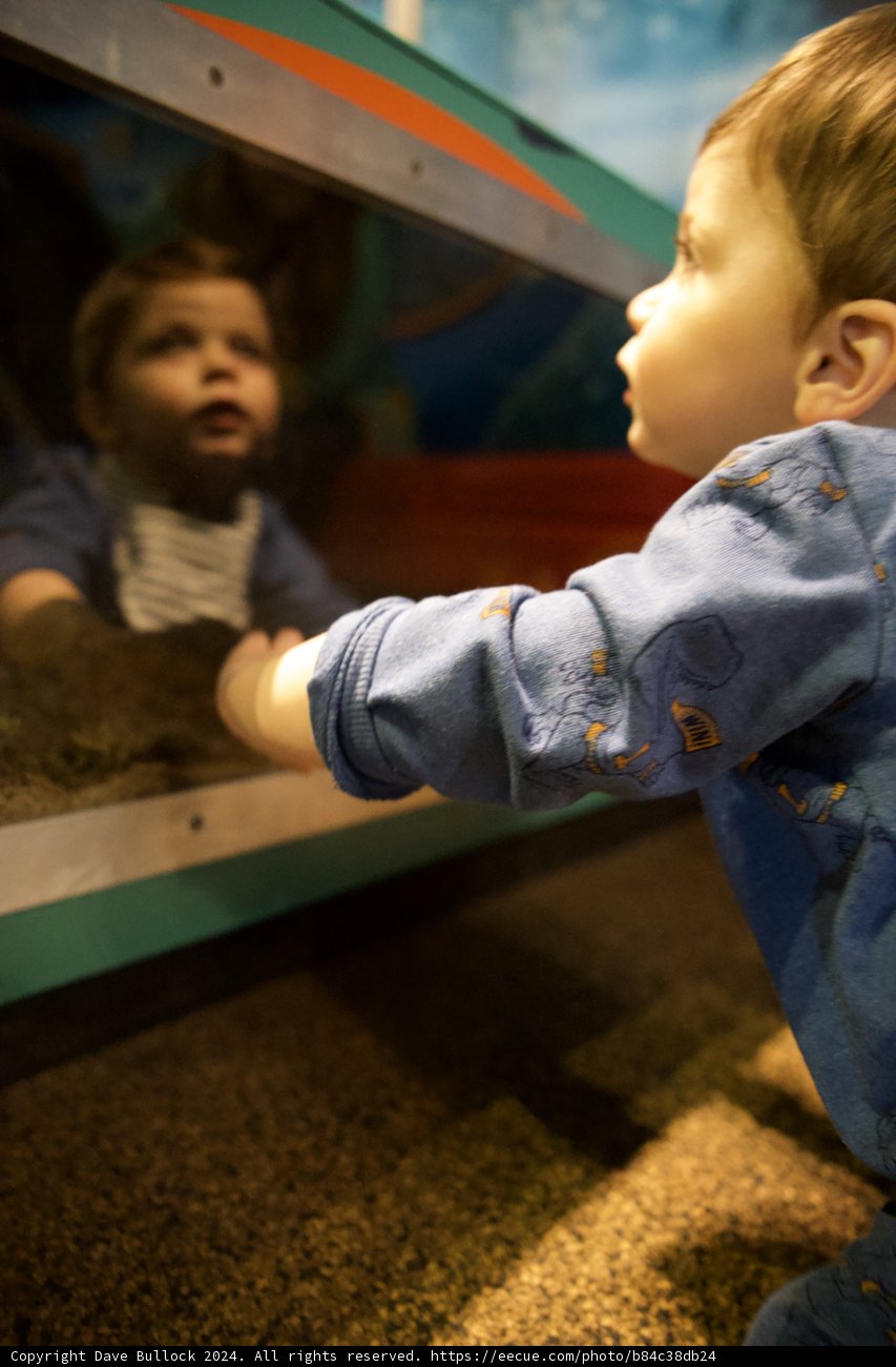 Marveling at Marine Life: Aquarium of the Bay Adventure