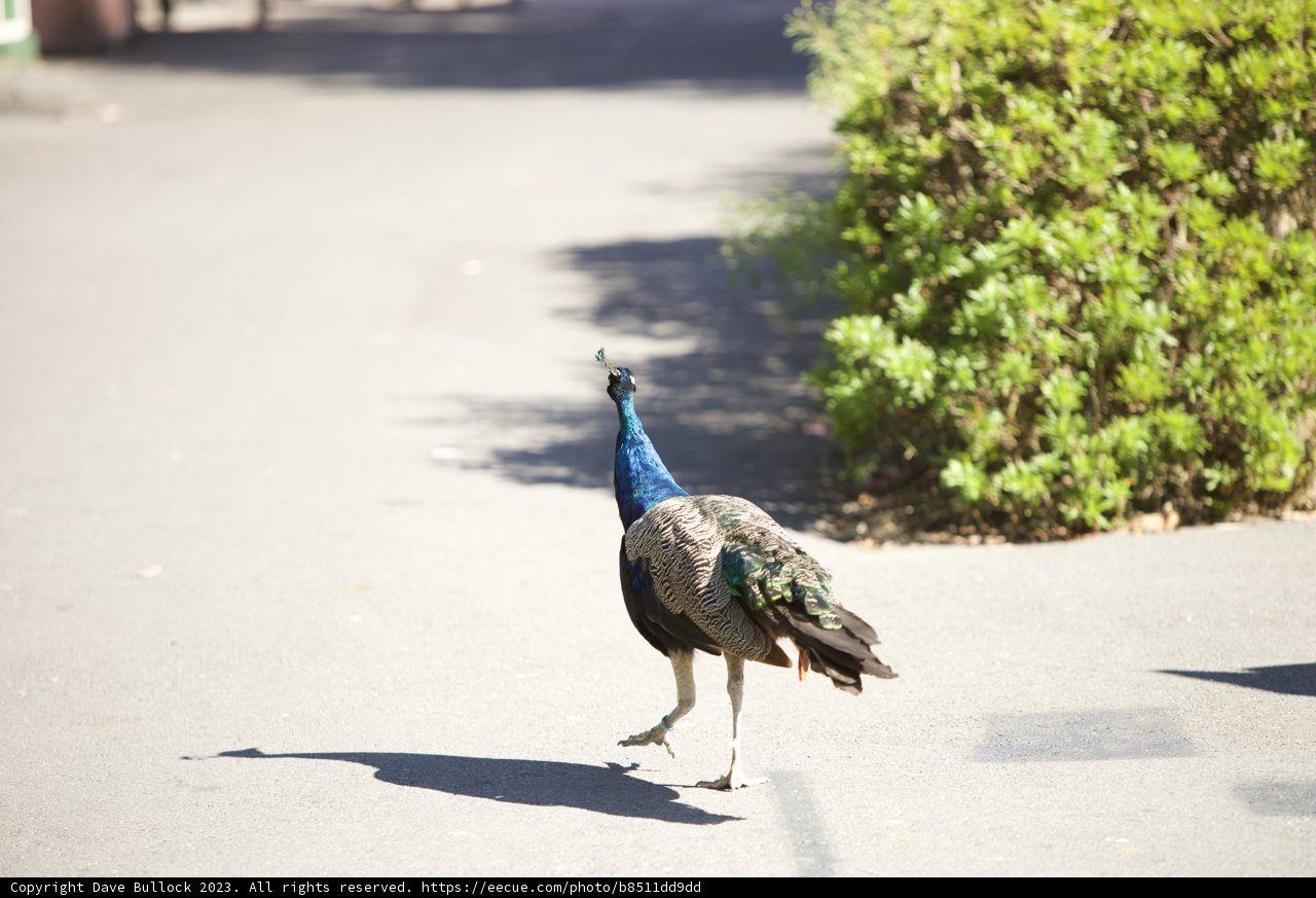 Majestic Stride at SF Zoo