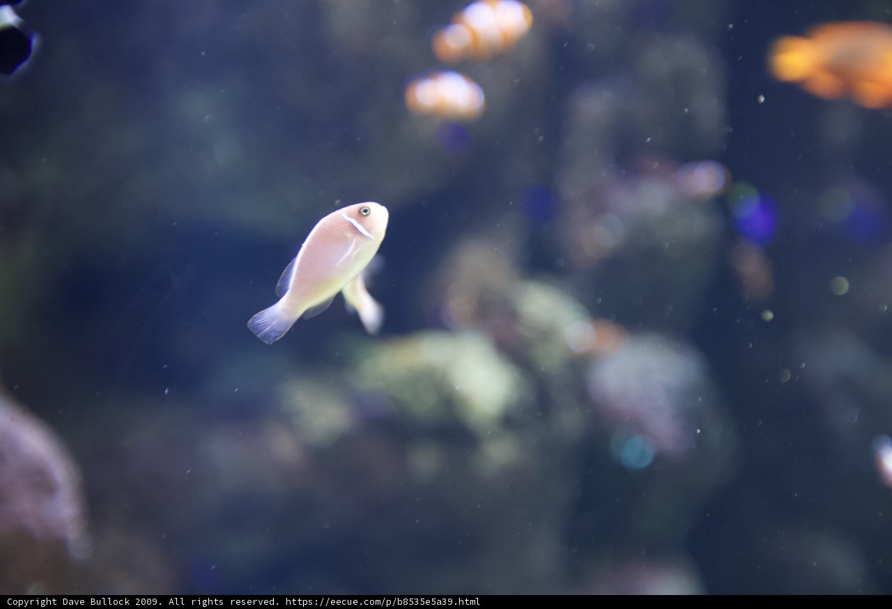 A Graceful Aquatic Beauty