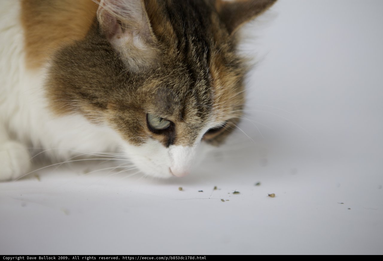 Feline Curiosity