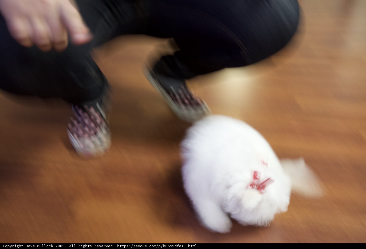 Woman and Feline Friend on Hardwood Floor